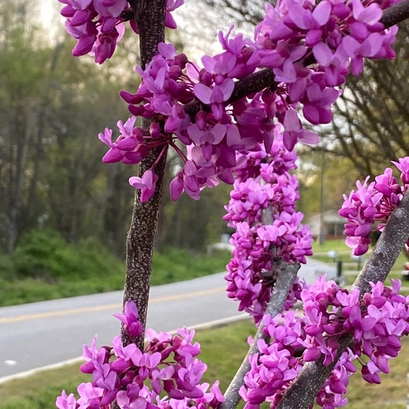 Meet your Posher, Lucy - Picture 1 of 1